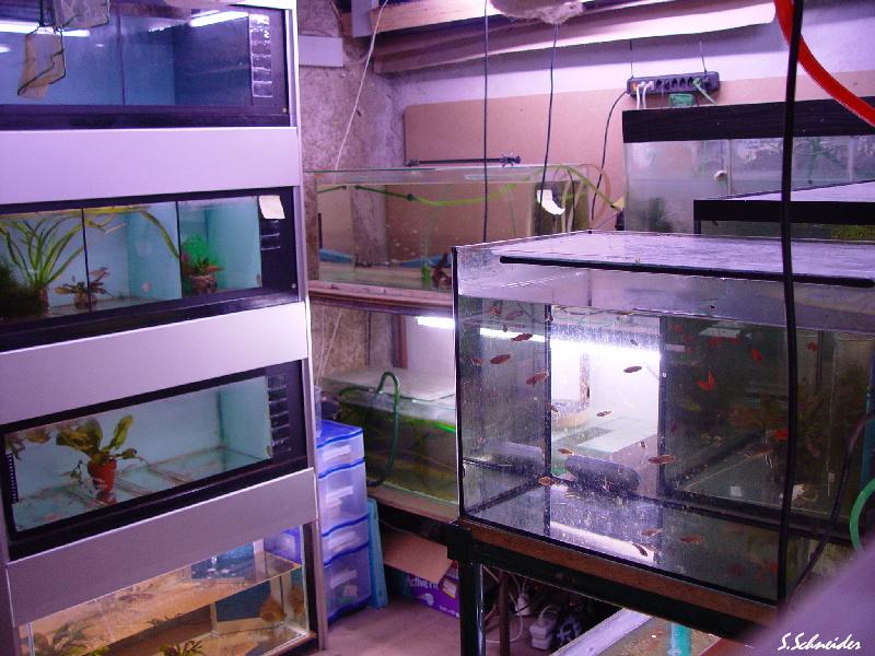 Photo de la fishroom