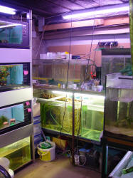 fishroom